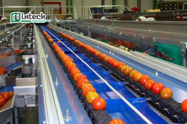 Dây chuyền phân loại sản phẩm theo kích thước