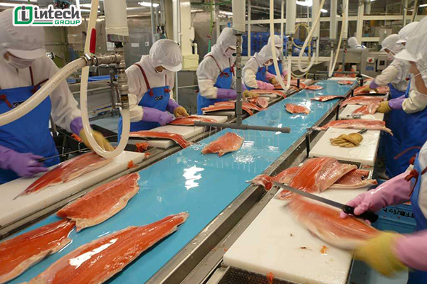 Băng tải PVC trong nhà máy chế biến cá