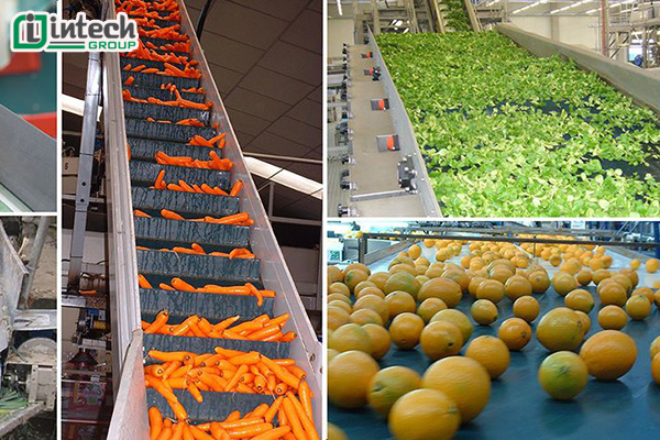 Hệ thống băng tải trong chế biến rau củ