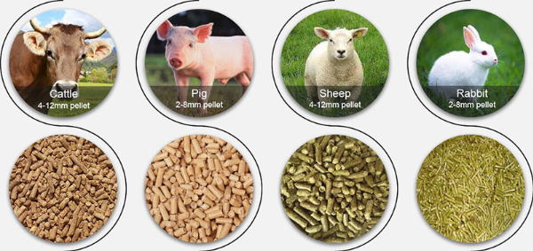 Thức ăn dạng viên (Pellet Feed)